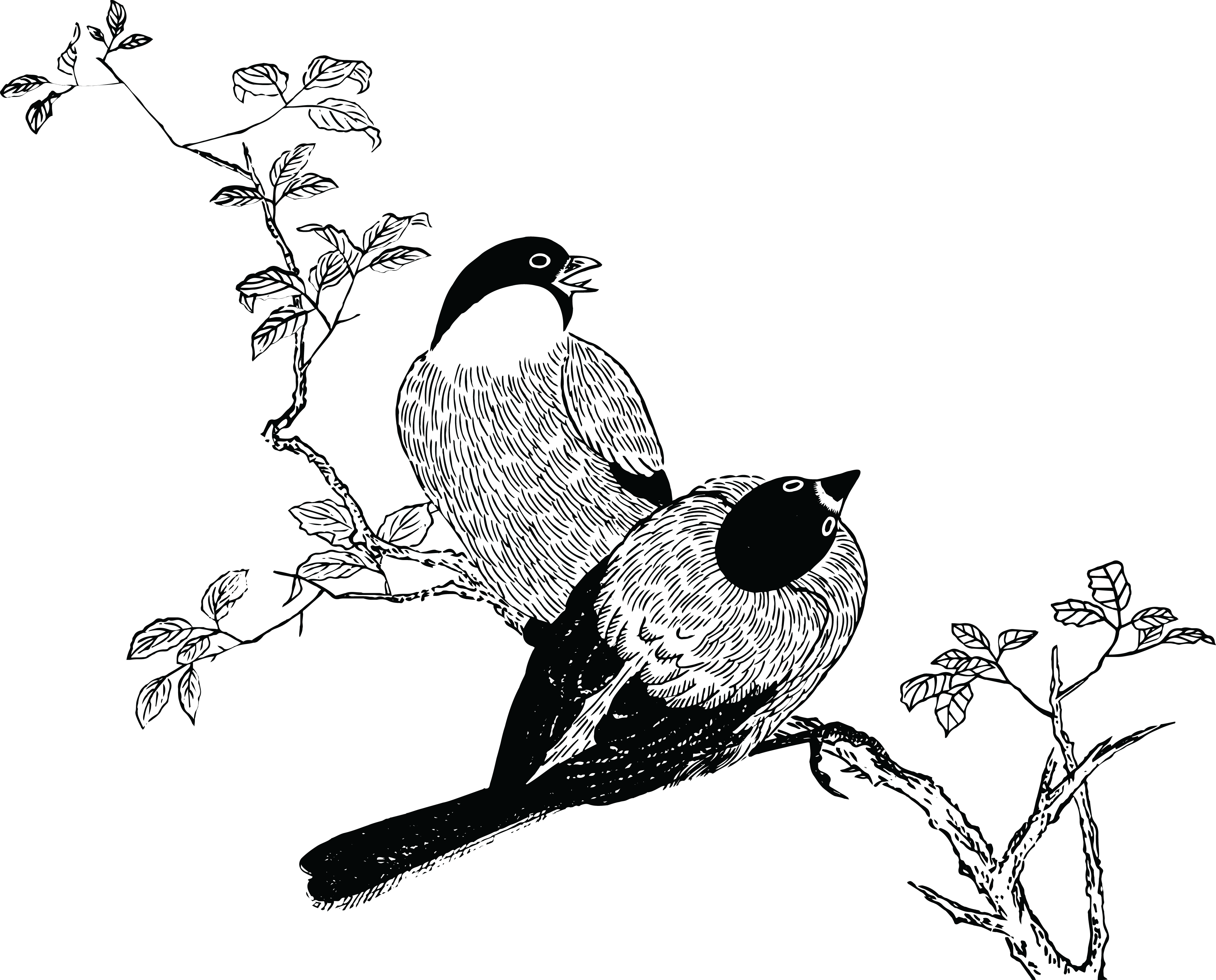 birds resting on branch